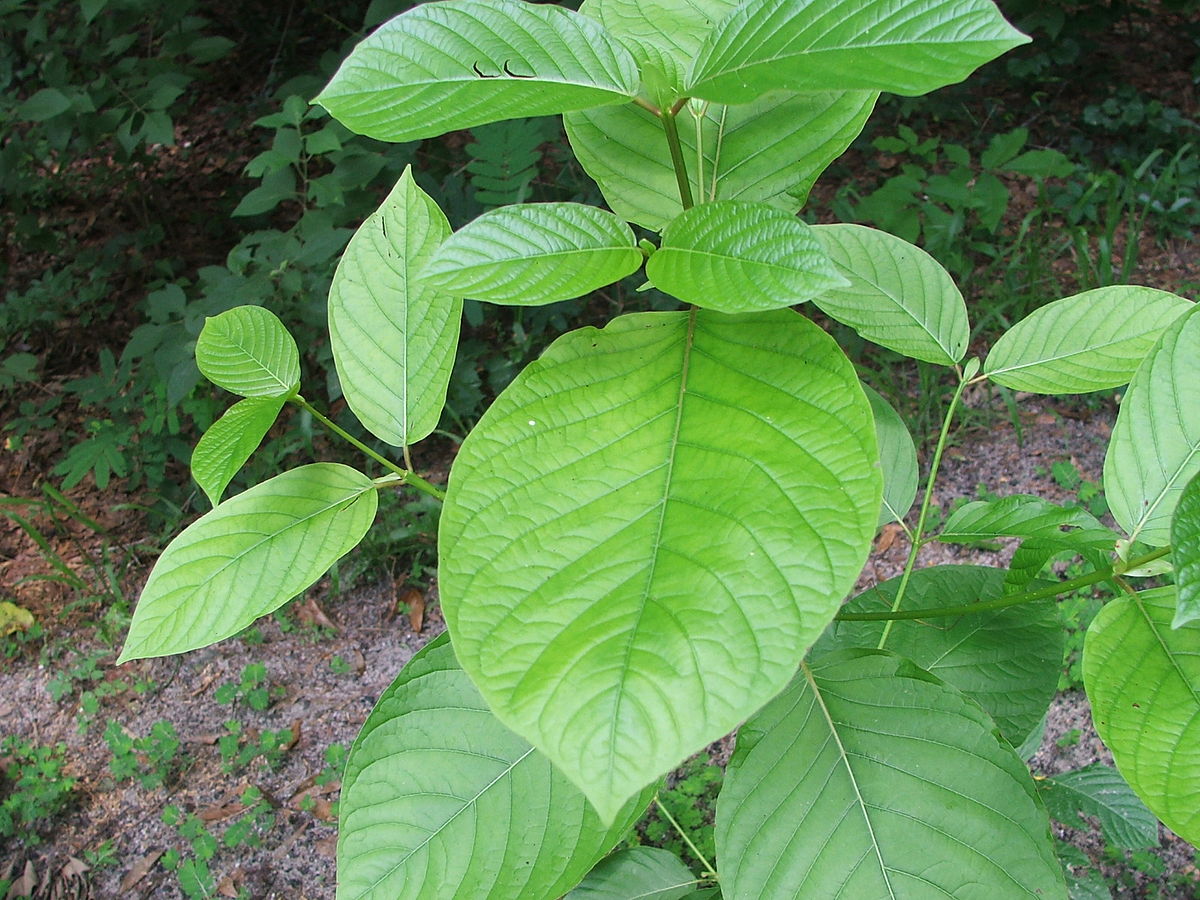 White Bali Kratom strains