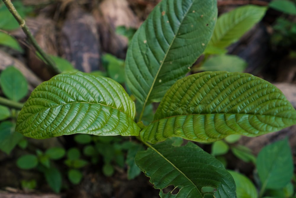 high quality white thai kratom